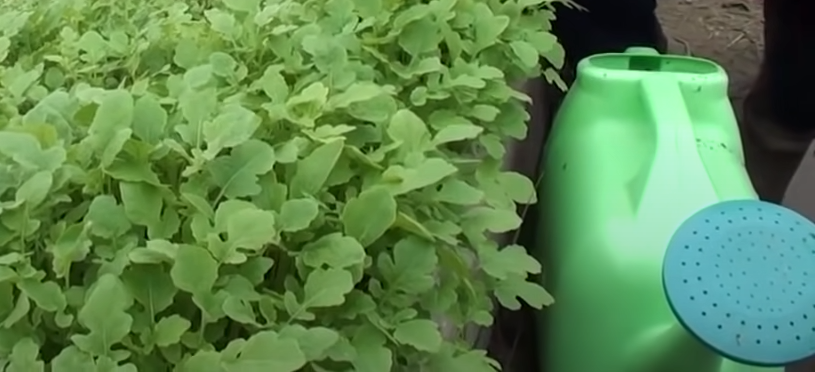 почев сидератов в теплицу весной