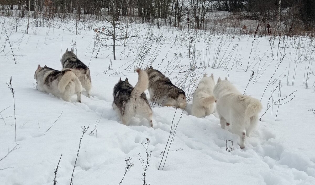 Передовой отряд протаптывателей тропинок