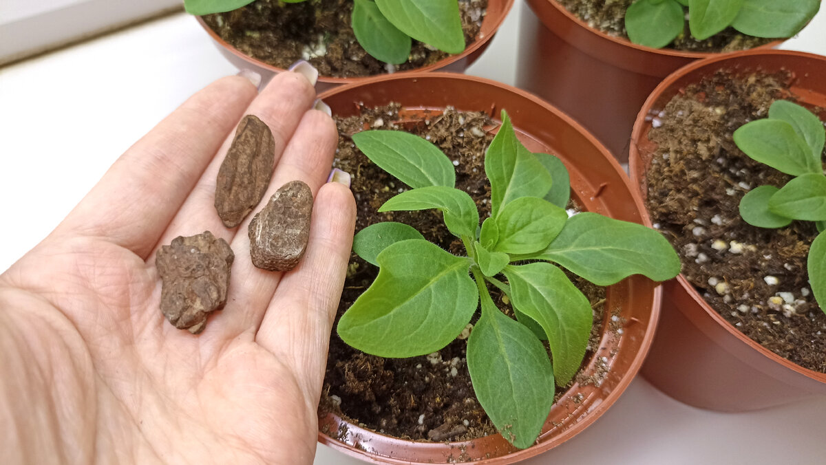 подкормка петунии после пикировки рассады