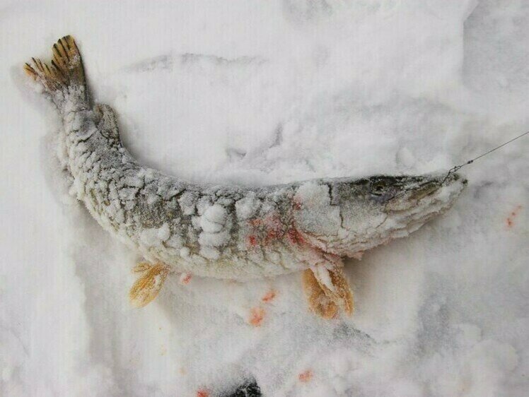     Фото: Яншевского Андрея.