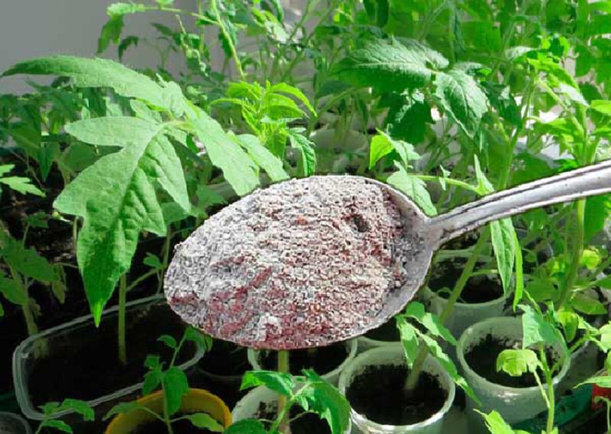 зола древесная на растениях. древесная зола как удобрение. удобрение цветов золой. зола в горшках с комнатными растениями. борьба с вредителями растений золой.