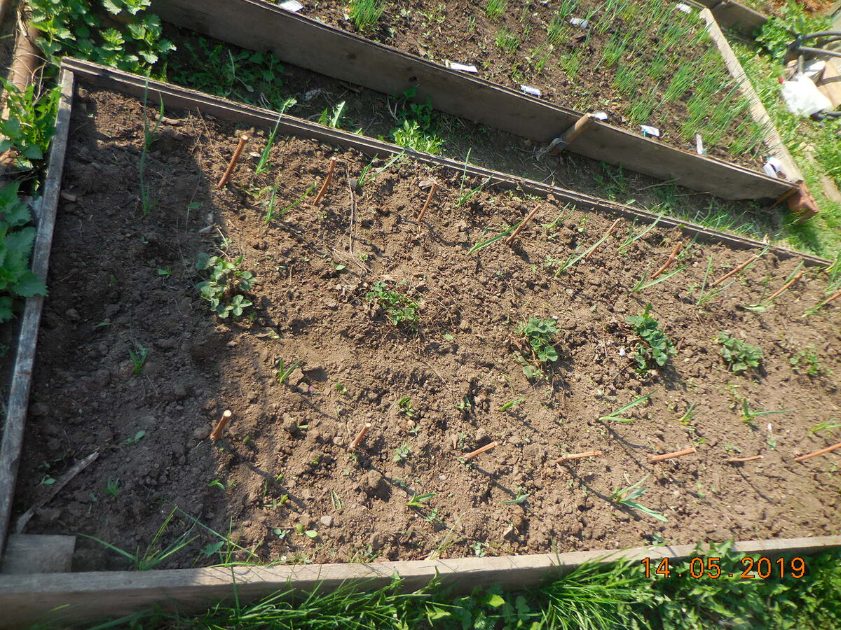 Озимый чеснок, посажен 20 апреля, сьёмка 14 мая.