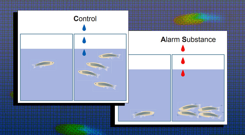   N+1; Akinrinade et. al. / Science, 2023