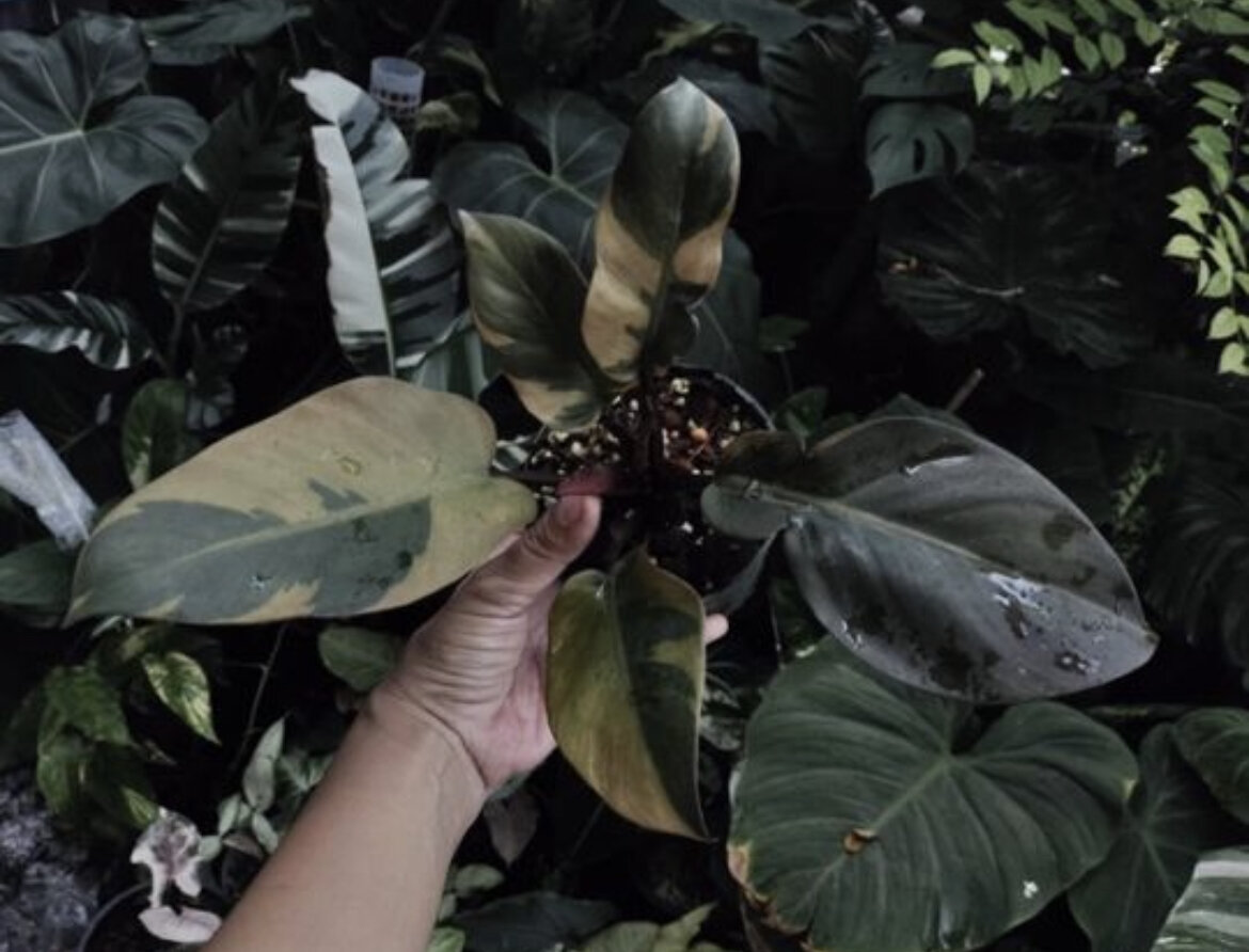 Таким я его покупала. Фотографий, как пришел и процесса адаптации нет. 