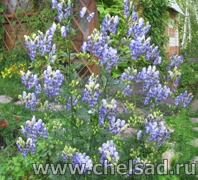Аконит пестрый - фото из моего сада, на фото логотип моего сайта: http://chelsad.ru/index.php/mnogoletniki/226-akonit