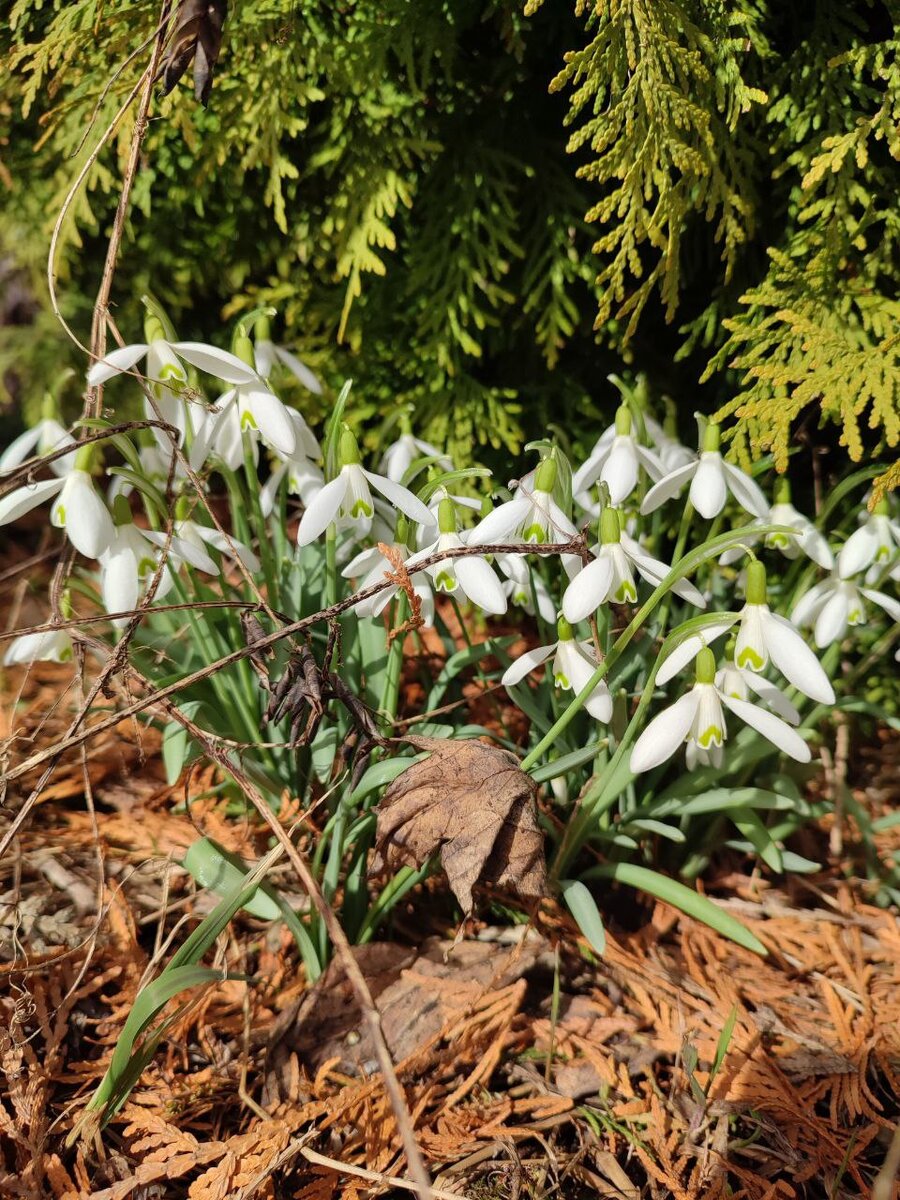 Галантусы в соседстве с туей