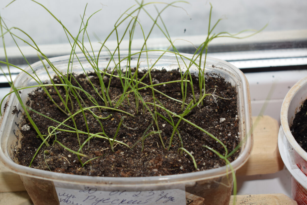 Лук батун апрельский. Лук батун всходы. Сколько всходит лук порей. Сколько всходит лук порей. Лук порей рассада из семян.