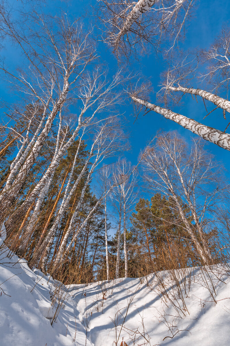 Березовая бердск. Березовая бердск. Остановка березовая красноярск. Парк на березовой омск. Березовая бердск.