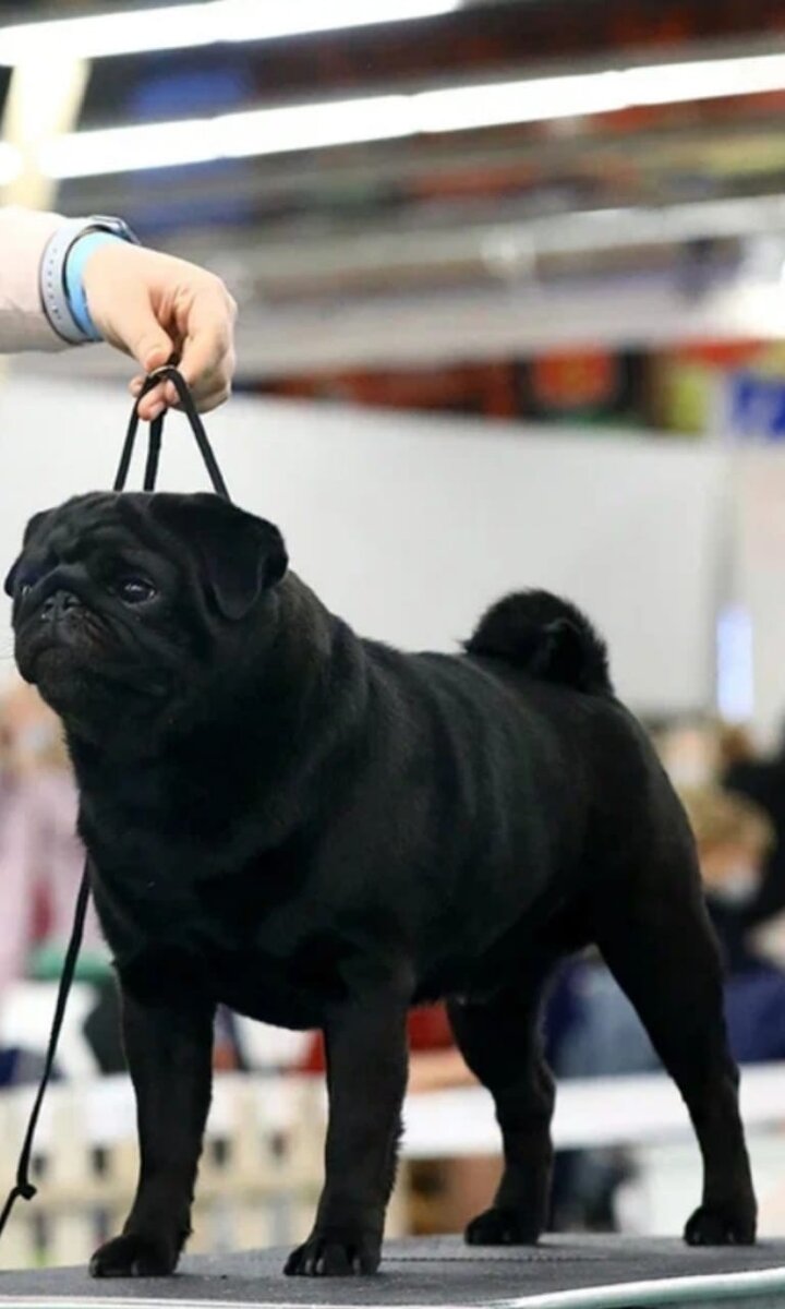 Мой интерчемпион♥️