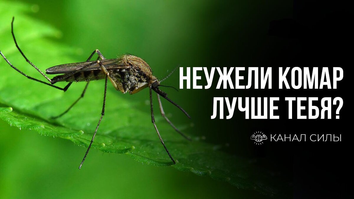 Если вы думаете что слишком малы, чтобы быть эффективным, то вы никогда не засыпали с комаром в комнате.