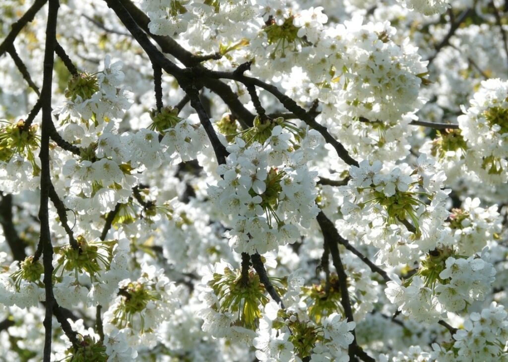 Вишня - Prunus subg. Cerasus. Выращивание вишни, уход за вишневым деревом