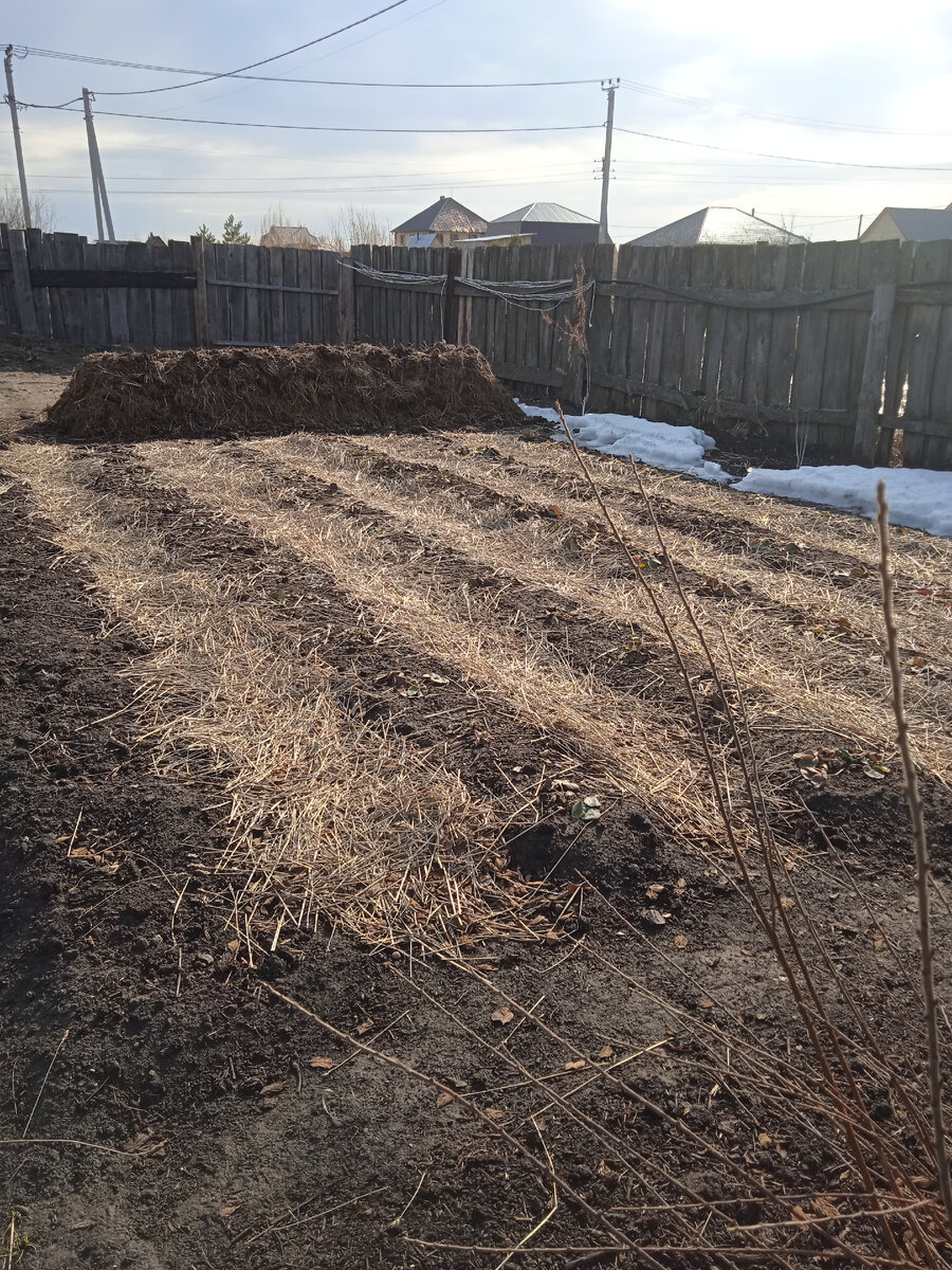 Клубника на фоне навозной кучи-грядки, которая скоро покроется маленькими, хрустящими огурчиками. 