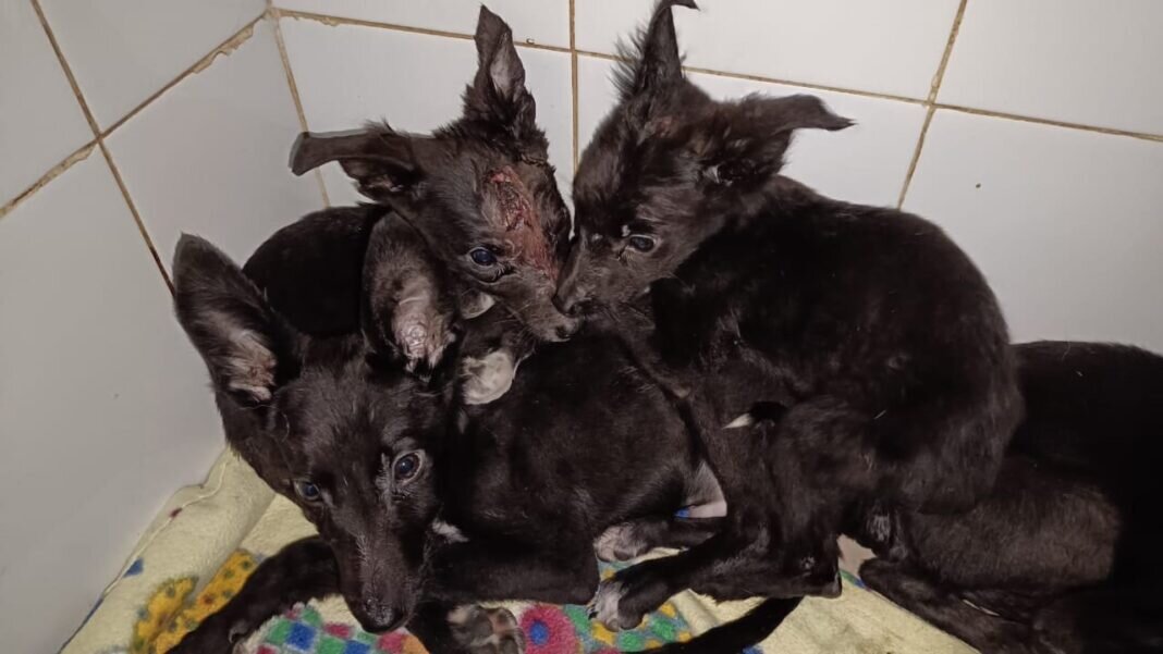    Фото из группы Cлужба по контролю за безнадзорными животными ВКонтакте