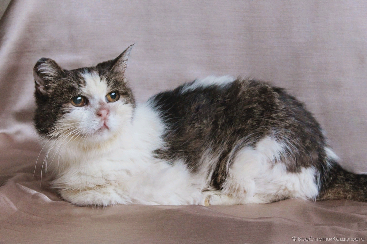 © ВСЕ ОТТЕНКИ КОШАЧЬЕГО. На фото кошечка Анфиса 