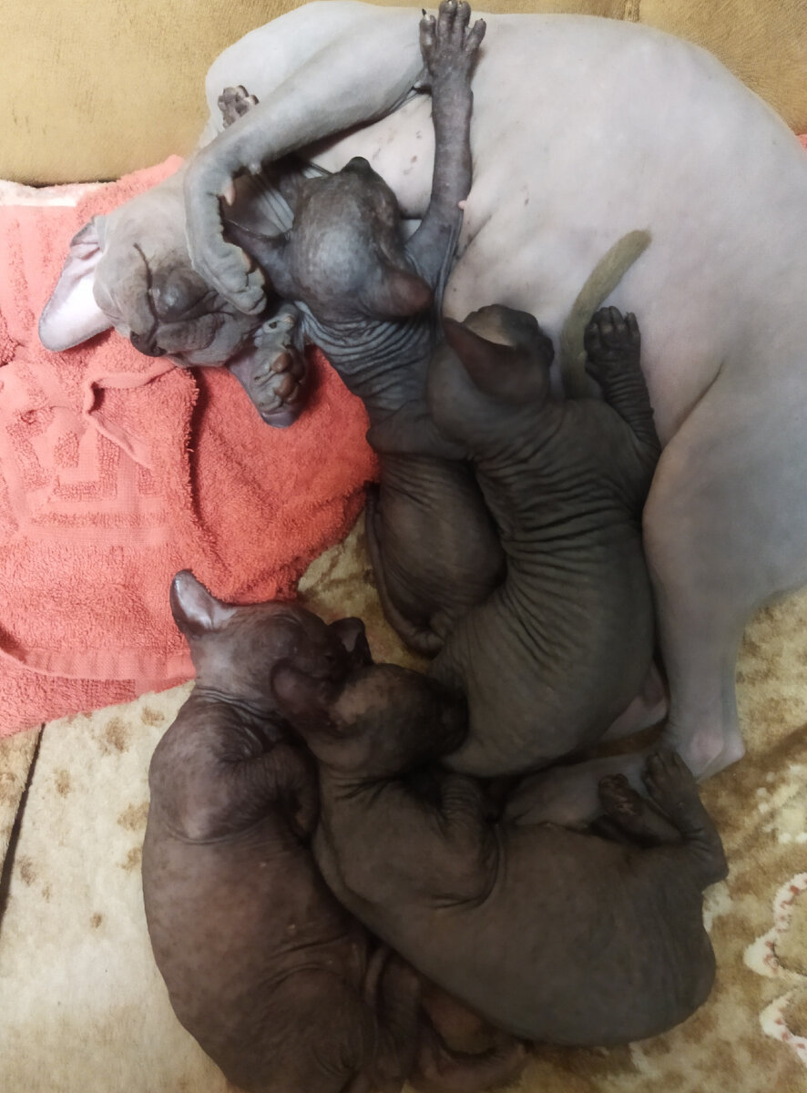 Котятки после ванной. 