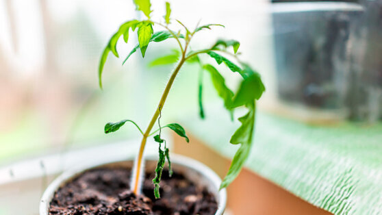    Рассада томатов вянет и скручивает листья: 4 частые причины Татьяна Сидорова