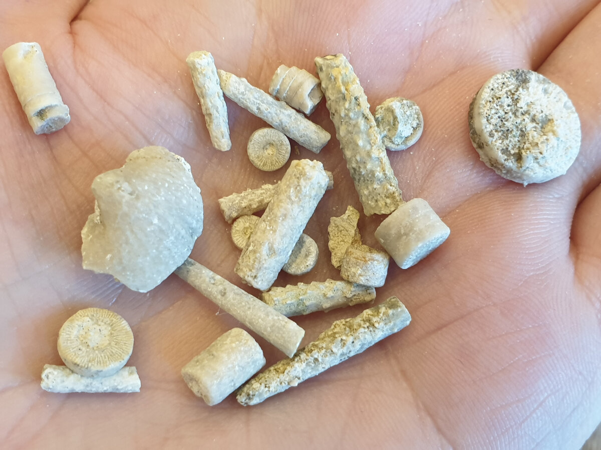 Окаменелости карбонового периода (начался 358,9 ± 0,4 млн лет назад, закончился 298,9 ± 0,15 млн лет назад). Фото автора