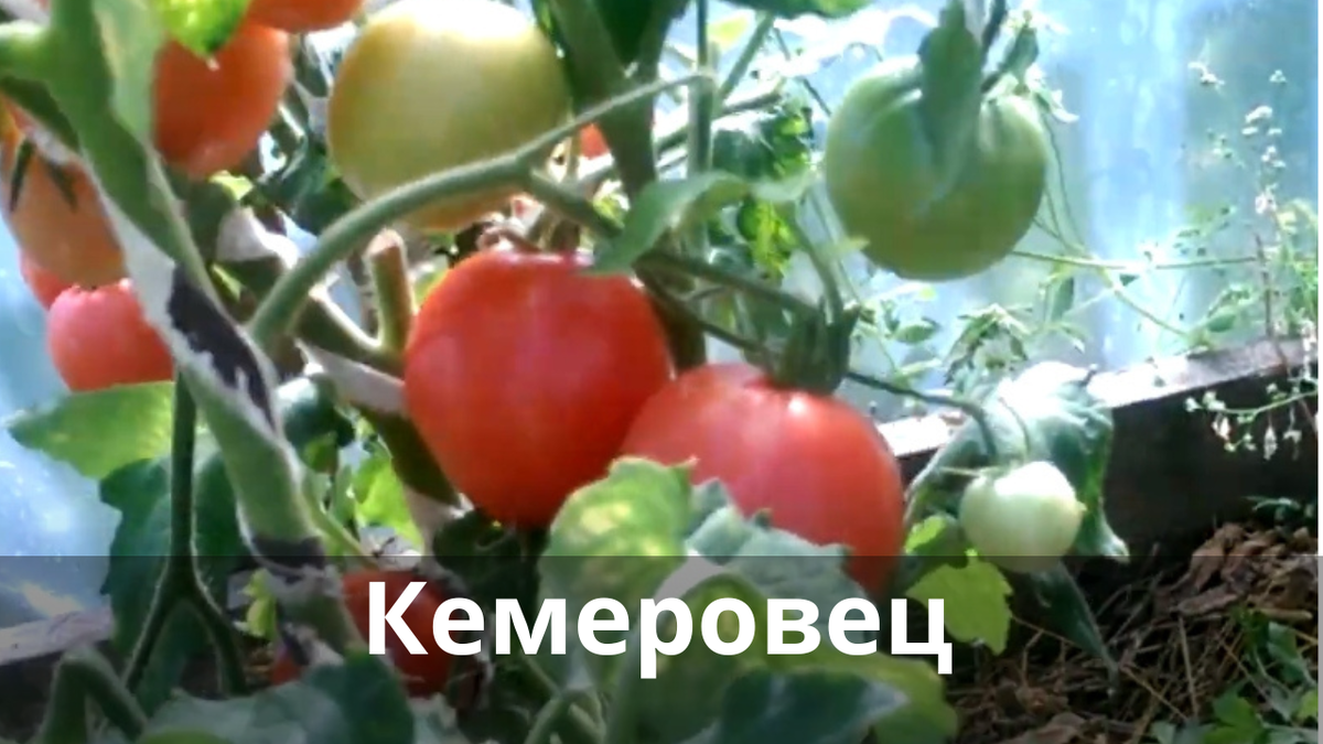 Огородники Сибири выбрали лучшие, ранние сорта томатов для открытого грунтапо сибирскому региону