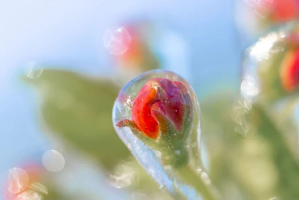     Фото: Albert Dros