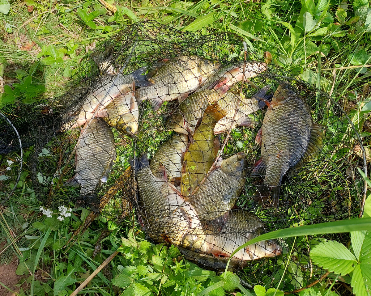 Караси серебряные и линь. - фото Данила Трапезникова