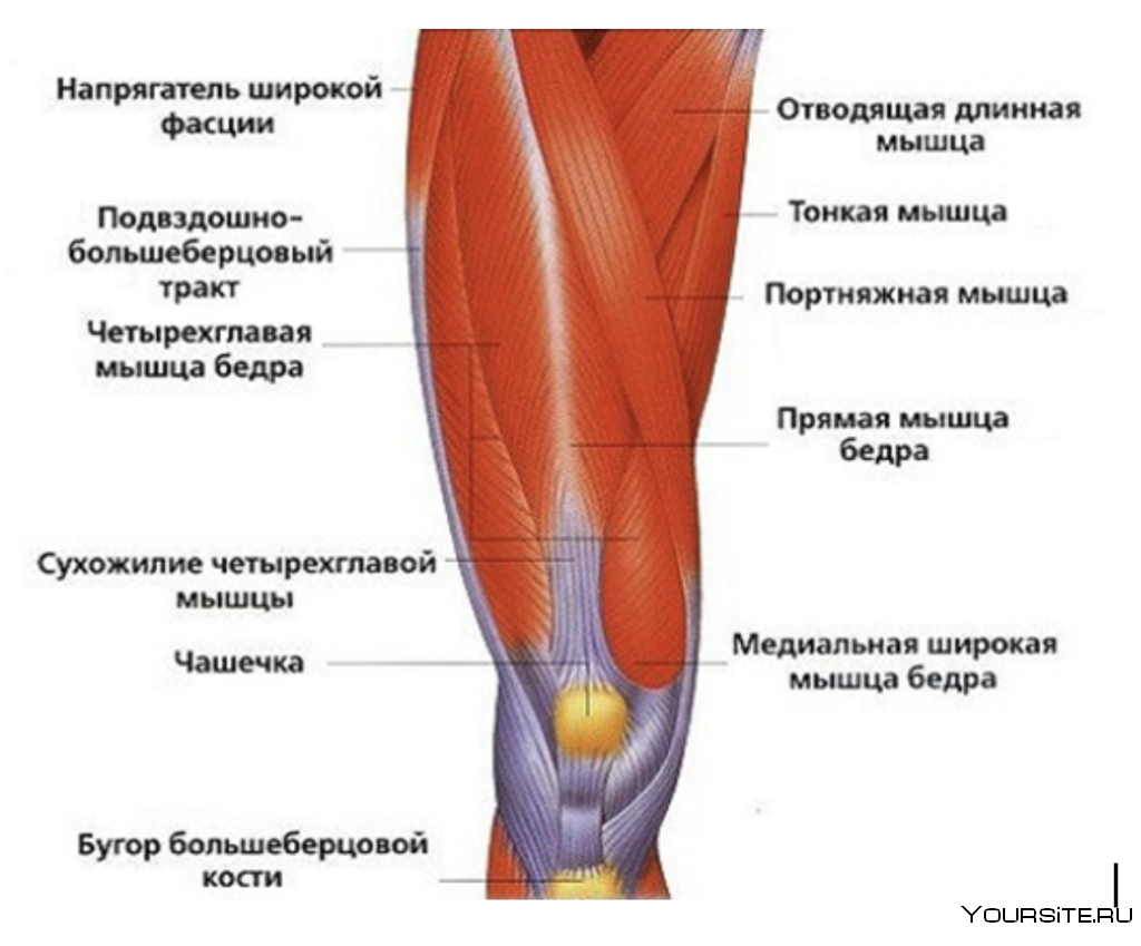 Мышцы сгибатели и разгибатели коленного сустава. Мышцы приводящие в движение коленный сустав.