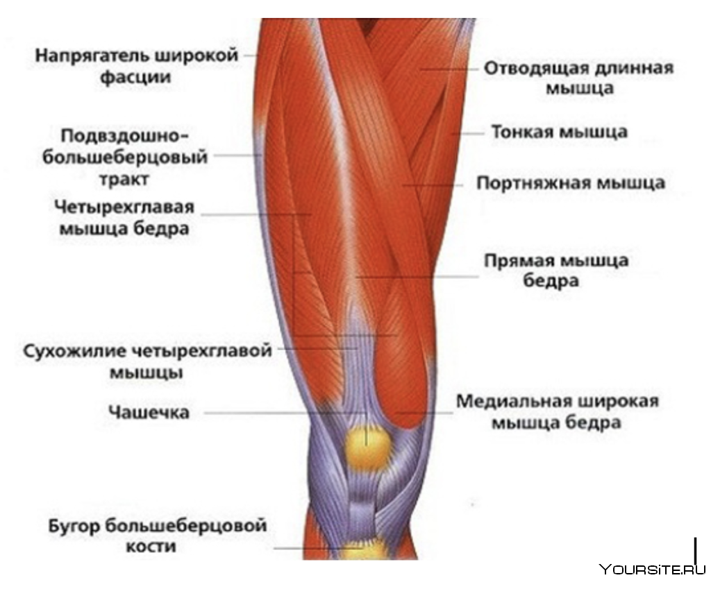 Болит выше колена. Строение мышц коленного сустава спереди. Строение колена сзади сухожилия. Строение мышц колена сзади. Строение ноги под коленом сзади.