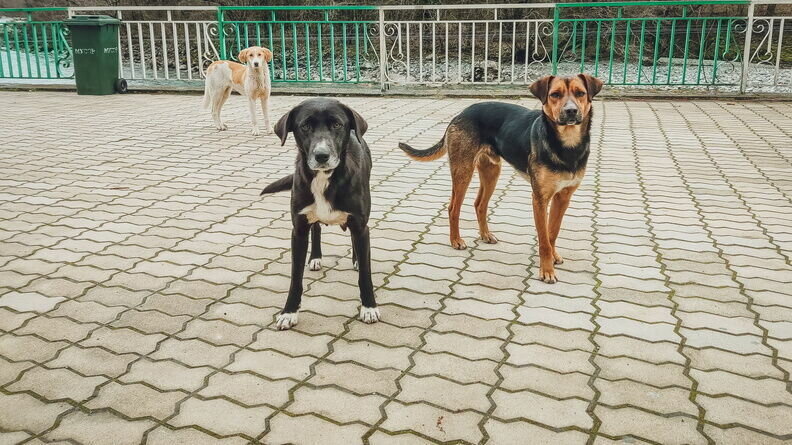     В Ставрополе на улице агрессивная собака напала на ребенка и укусила его, сообщил местный житель в соцсетях.