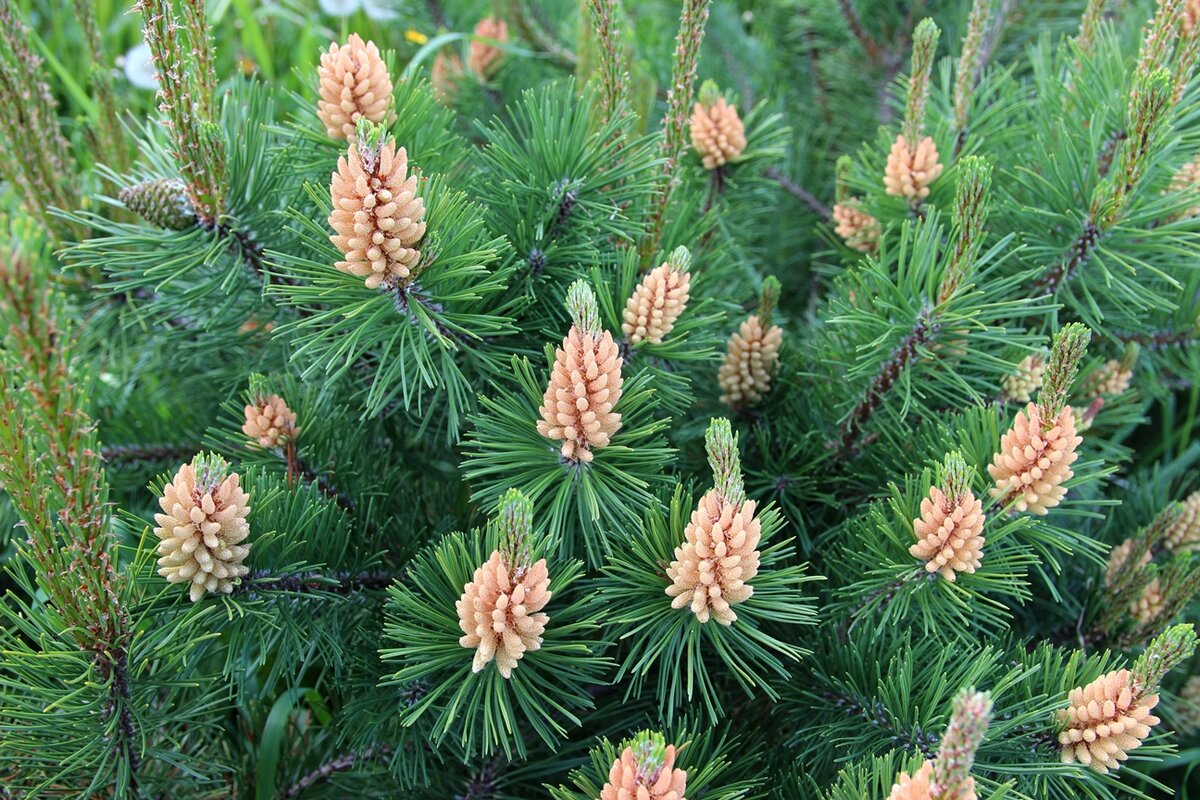 Сосна горная (Pinus mugo) | Декоративные древесные растения для Сибири |  Дзен