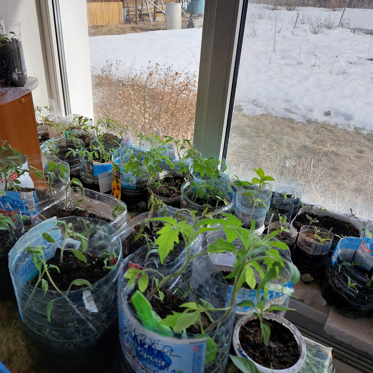 Рассада у нас обычная. Есть отличные растения, есть "ленивые", есть уснувшие и замершие от прохлады из большого окна... Но рассада растет и ладно. Её даже больше, чем нам нужно. Мы раздарим потом прекрасную рассаду племянницам! Это приятно. А за окном солнце и очень холодный ветер. Даже тает за городом очень плохо. 