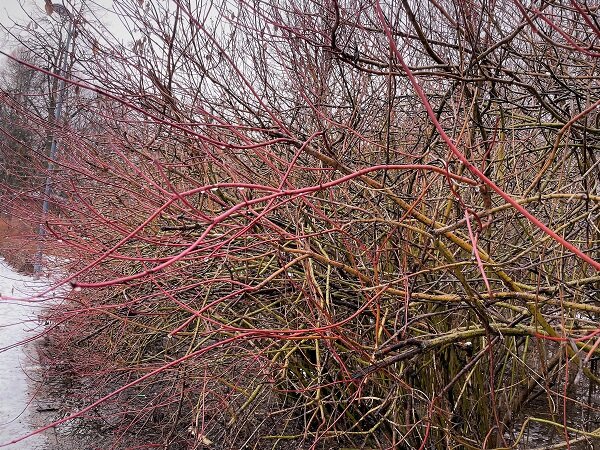 Кусты очень живописные и без листьев