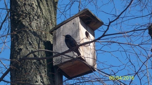 Скворцы прилетели! | Евгений Ефрешин. Путешествия по странам и времени ...