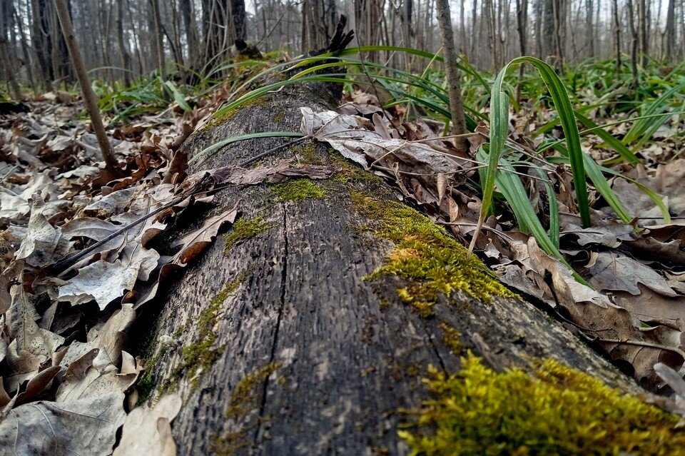     Дожди и до +14 градусов тепла в Липецкой области во вторник 4 апреля Юлия КЛЮЕВА