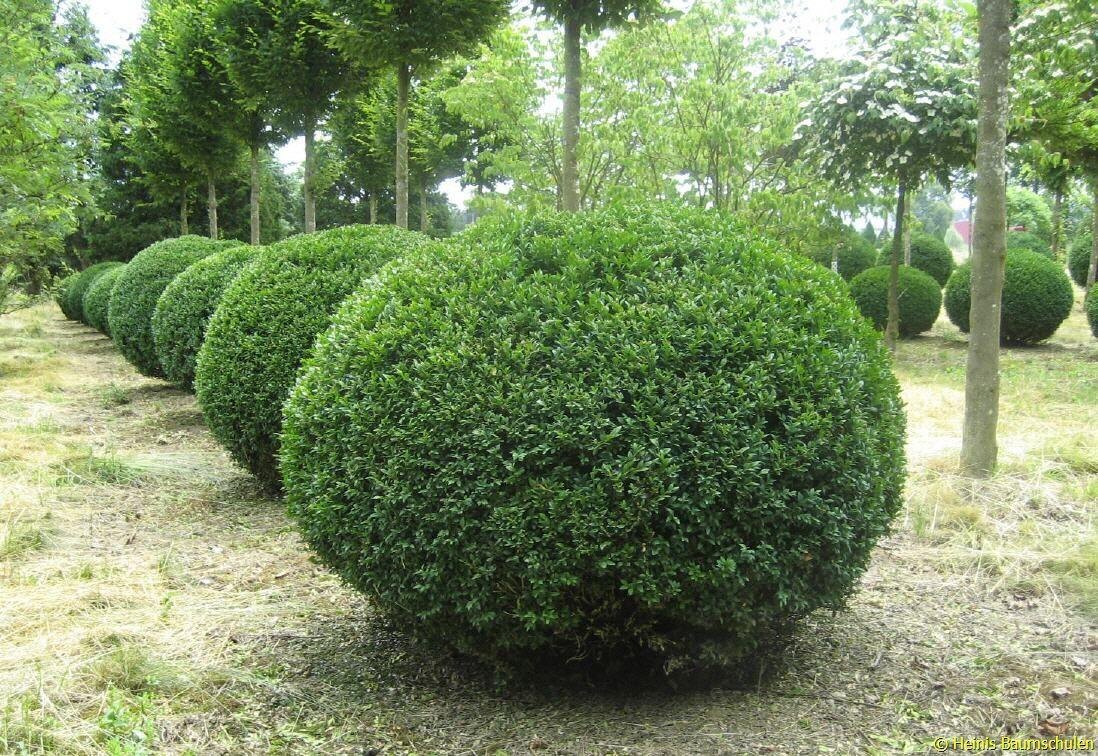 Самшит вечнозеленый "Buxus sempervirens"
