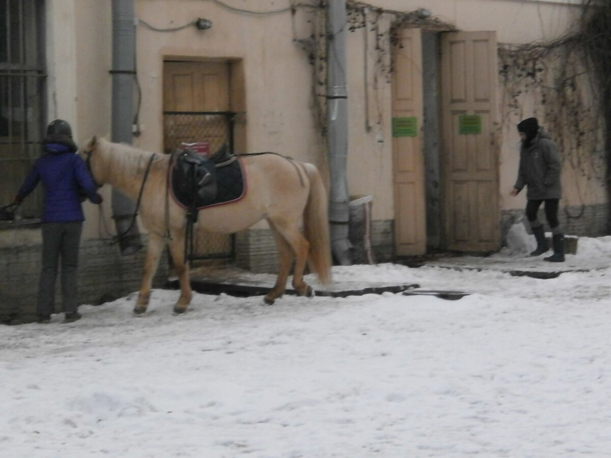      Конюшня в центре города