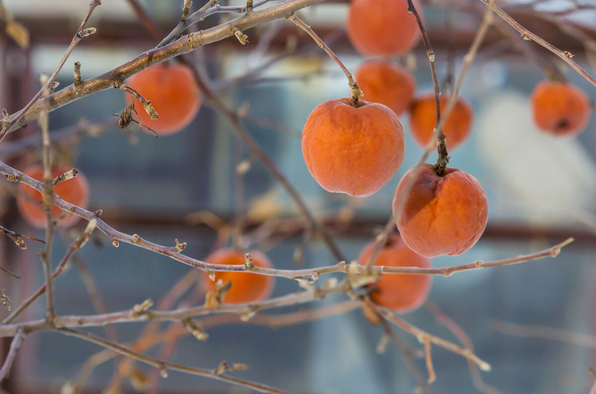 Зимние яблочки.