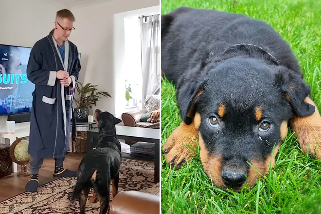     Собака отказывается выполнять команды хозяина, если он говорит их без акцента. Это уморительно!