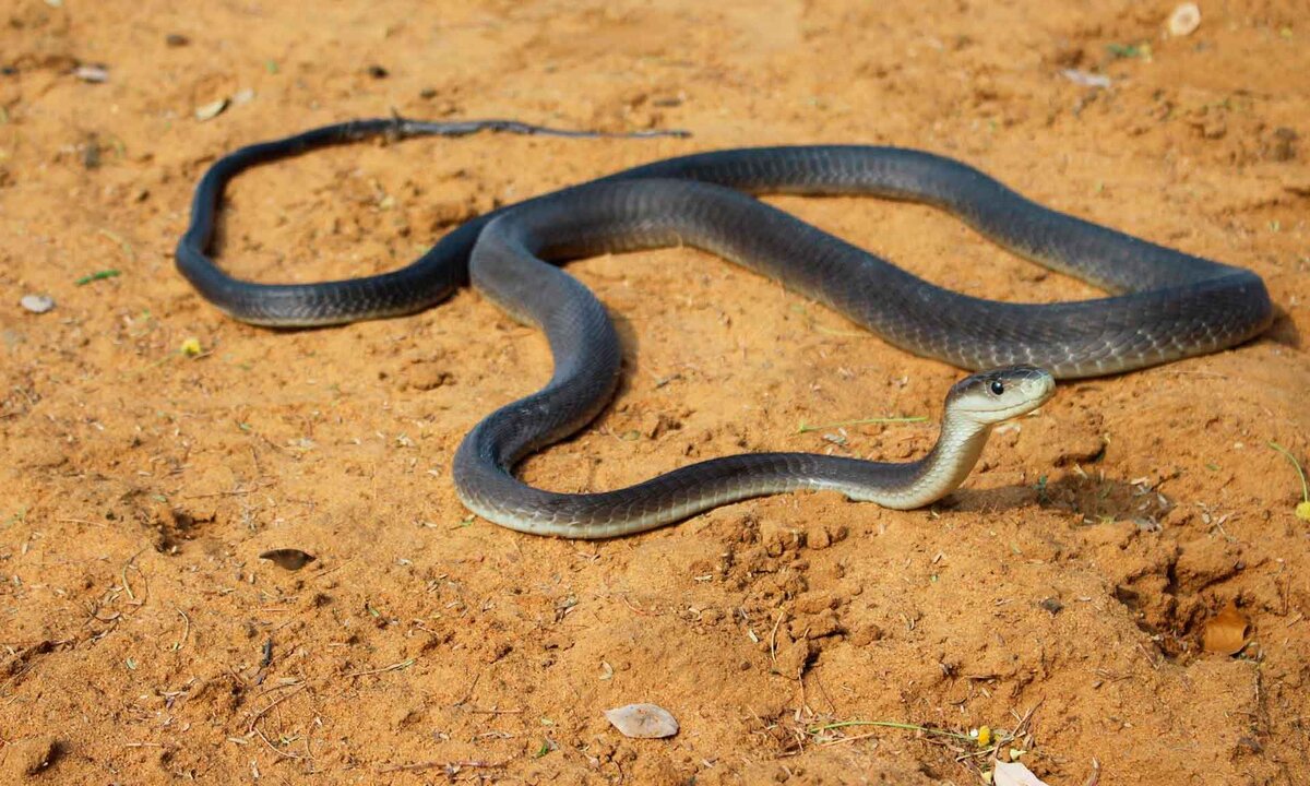 Кто такая черная мамба? Наверняка каждый слышал это экзотичное название. Черная мамба – это самая ядовитая змея Африки из семейства Аспидов.-2