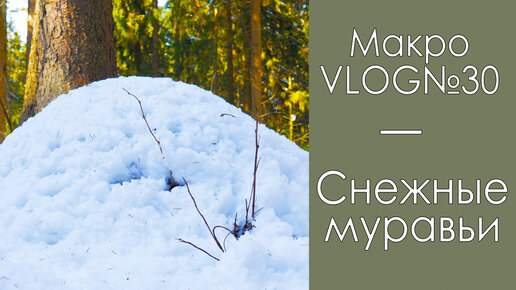 Снежные муравьи / МакроVLOG №30 / Микропланета