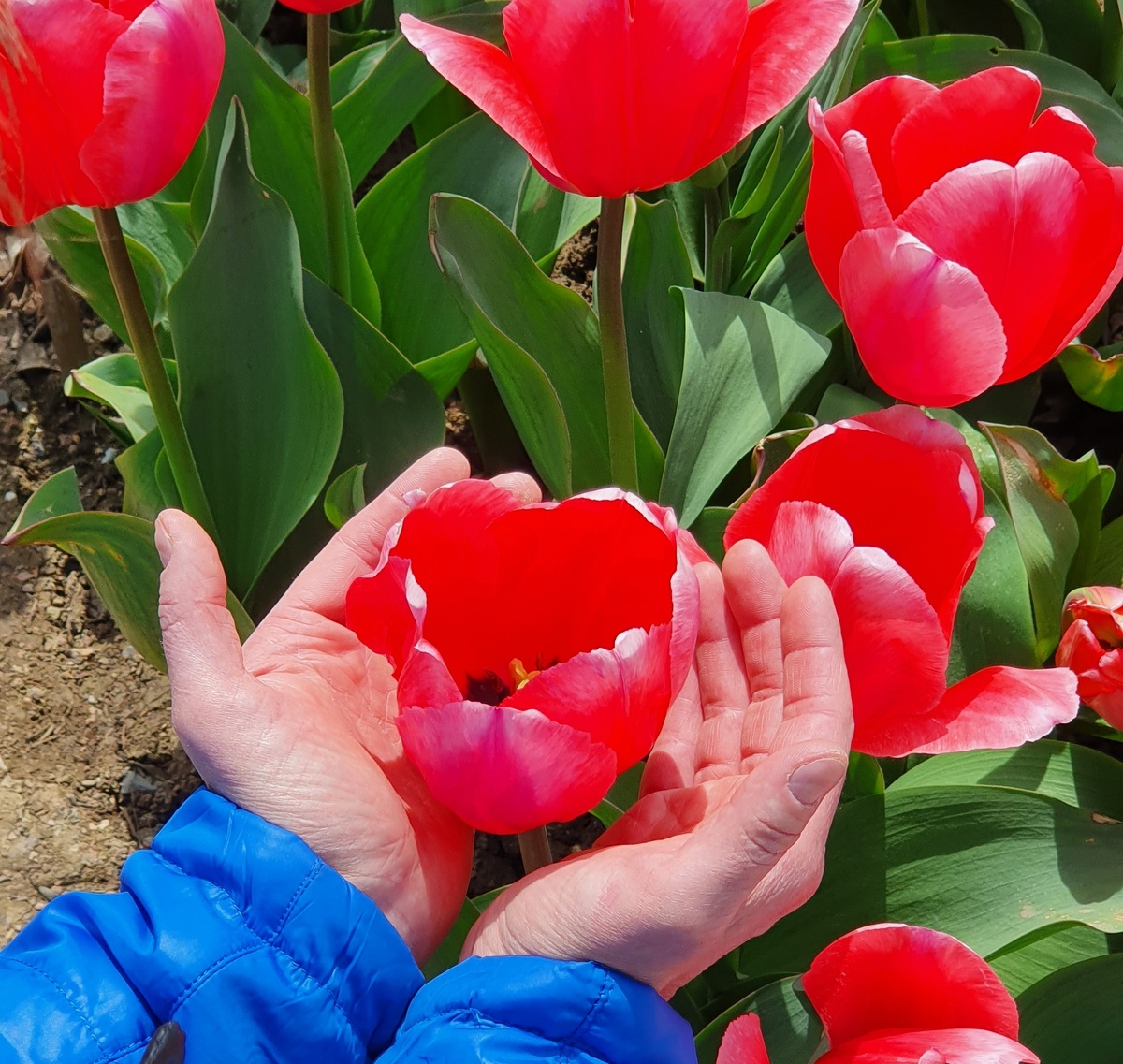 Тюльпаны в Никитском ботаническом саду