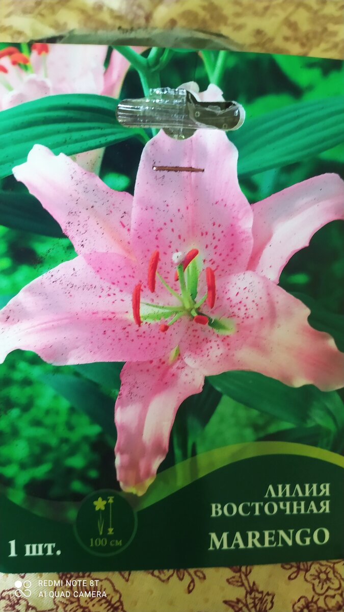 Лилия восточная MARENGO
