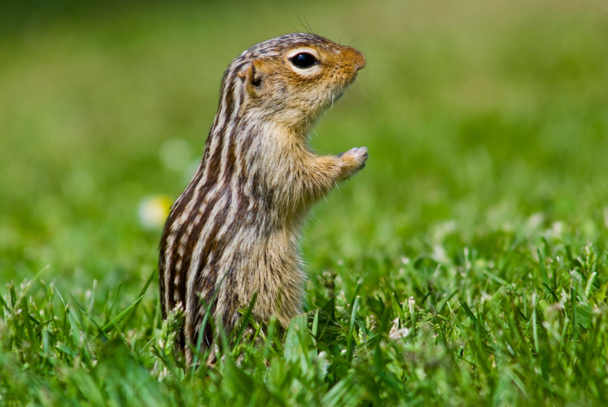 Полосатая земляная белка. Фото: Getty Imagesи по
