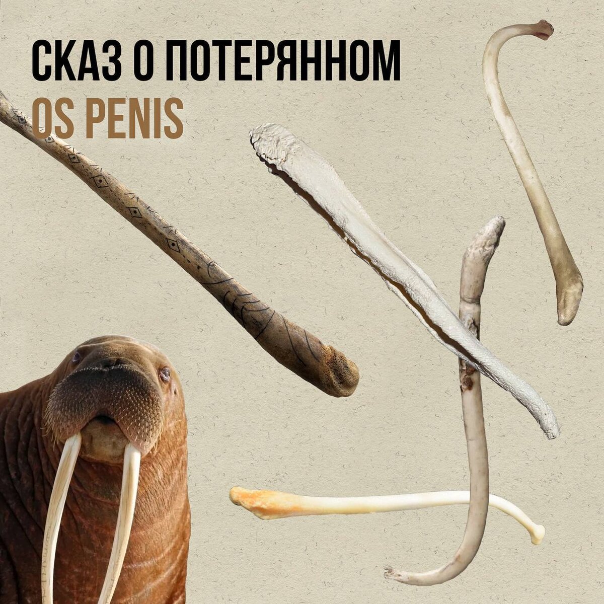 ​Речь сегодня пойдет про… него. Про пенис. Точнее про ту его часть, которой мы лишились в результате эволюции. Про бакулюм, или, если угодно, os penis. Устраивайтесь поудобнее – впереди интересная научная история от Антона Кочнева.

Суперэрекция предков

Да, с прискорбием сообщаем вам, что далёкие предки человека обладали поистине несгибаемой эрекцией – и всё благодаря тому, что этот самый бакулюм поддерживал основание полового члена. 

Сегодня бакулюм есть у большинства видов хищных млекопитающих. Его можно обнаружить (если уж кому-то захочется поискать) даже у домашних собак и кошек. Есть он у рукокрылых, грызунов, ластоногих. Повезло и многим видам приматов: у кого-то то он довольно внушительный (например, у милых лори), но вот человекообразные обезьяны бакулюм имеют весьма скромный. А мы с вами вообще его лишились. 

В дело вступает моногамия 

Зачем же он нужен животным и был нужен нам? Вопрос дискуссионный и имеющий почву для домыслов. Есть версия, что бакулюм нужен для длительного поддержание эрекции и дополнительной стимуляция во время полового акта.

В статье 2016 года (конечно же, написанной британскими учёными) приведены данные о том, что длина и вообще наличие кости в пенисе связаны с длительностью полового акта и количеством партнёров: чем меньше бакулюм, тем более характерны для вида моногамные отношения и низкая конкуренция. 

Мы с вами настолько омоногамились, что вообще всё… потеряли. 

У кого больше (тот и круче)

Но есть у биологов и другая точка зрения. Бакулюм — атавизм, который у многих видов постепенно уменьшается и исчезает за ненужностью. Так среди копытных-обладателей-внушительного-пениса (у тапиров он длиною с тело) бакулюм либо отсутствует, либо незначителен, а у многих хищников при спаривании вообще вызывает массу проблем. Известны случаи перелома бакулюма у медведей, которые после этого вообще не могли спариваться. Среди исключений стоит назвать ластоногих. По всей видимости морская среда располагает к таким технологиям: у моржа бакулюм не просто косточка в пенисе, а настоящая 50-ти сантиметровая бита, обтянутая фиброзной тканью и оправдывающая устойчивое выражение «хрен моржовый». 

А вот у китов с их 12-ти метровым достоинством бакулюма нет вообще.

Интересно, что бакулюм своими размерами может быть совершенно не пропорционален относительно тела, а также не соединён с остальным скелетом. 

Магический пенис

Бакулюм всегда играл для людей сакральное значение (ещё бы, своего-то нет). Из него делали дубинки, посохи, средства для потенции и молотки, украшали затейливой резьбой и наделяли магическими свойствами. 

Многие бакулюмы моржей являются настоящими произведениями искусства, которые нам остаётся разглядывать и сожалеть о днях былого величия.

Видимо в чём-то библейский сюжет про Адама и Еву правдив. Мужчины действительно лишились одной кости! Пусть и не совсем ребра.

Женщины и личный опыт

Но у самок многих видов тоже есть аналог бакулюма. Os clitoridis! Который, вероятно, является схожей структурой. 

Кстати, самый древний бакулюм, который Антону довелось держать в руках, был возрастом 1,8 млн лет и принадлежал этрусскому медведю