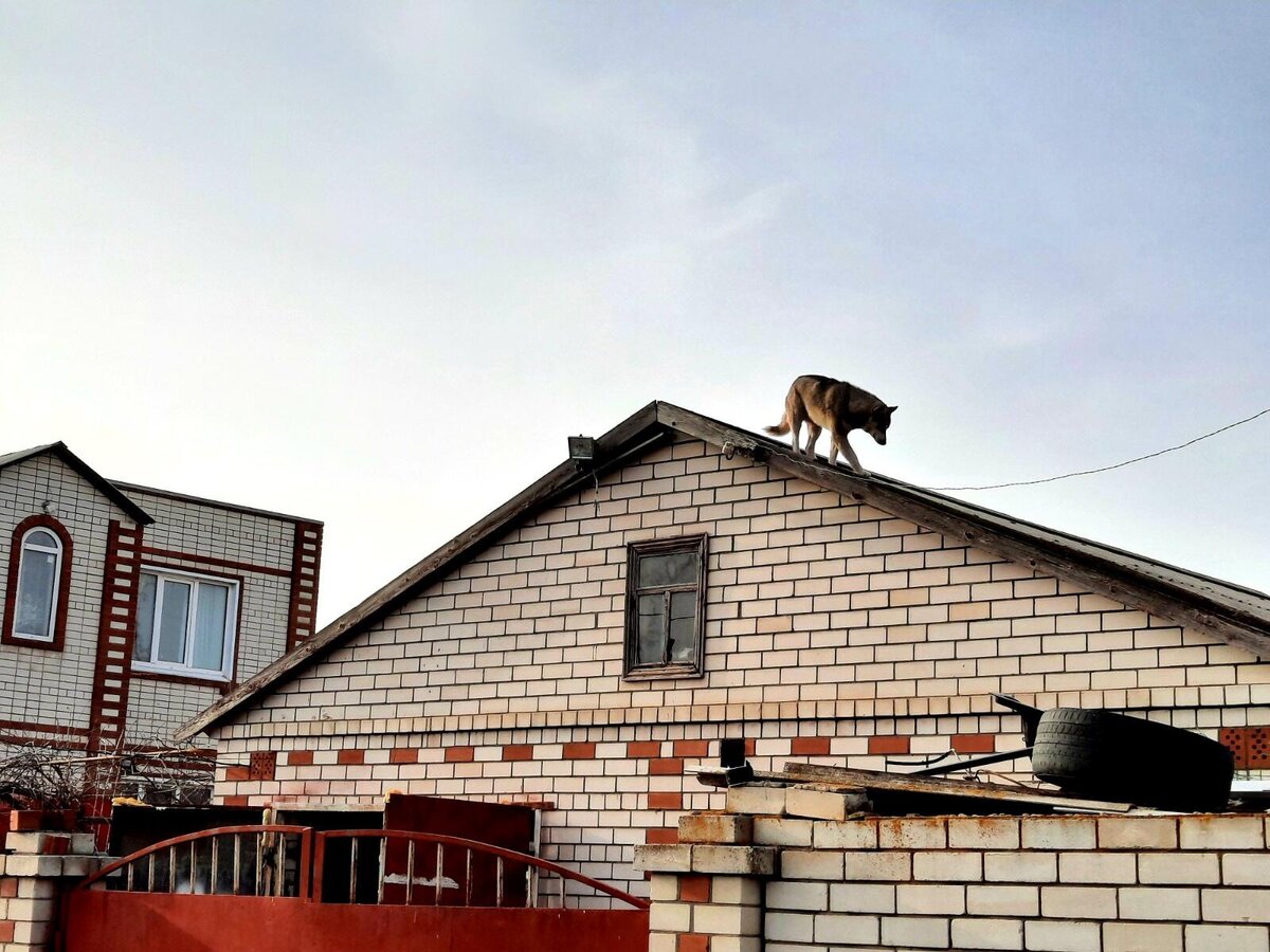 авторское  фото