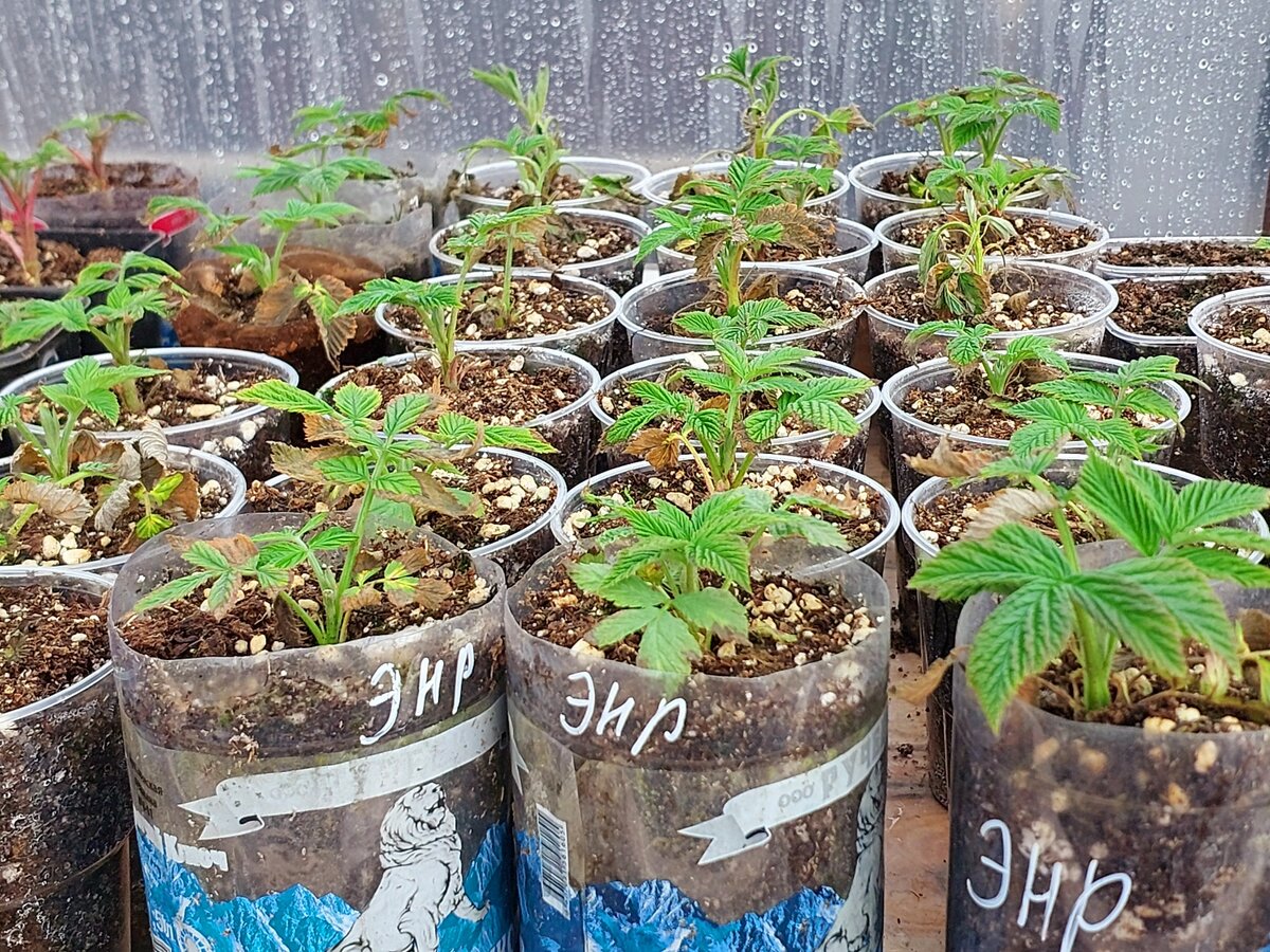 Крапивка малины Энросадира 