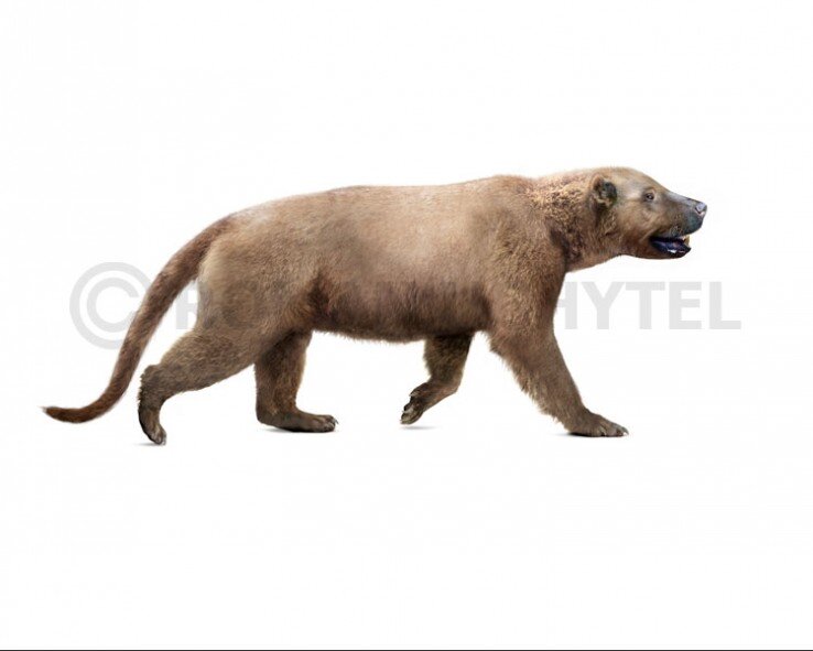 Косолапый волчара.