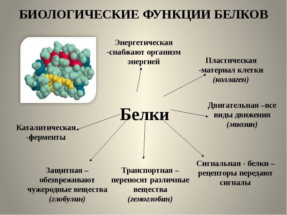 Биологическая роль белков схема