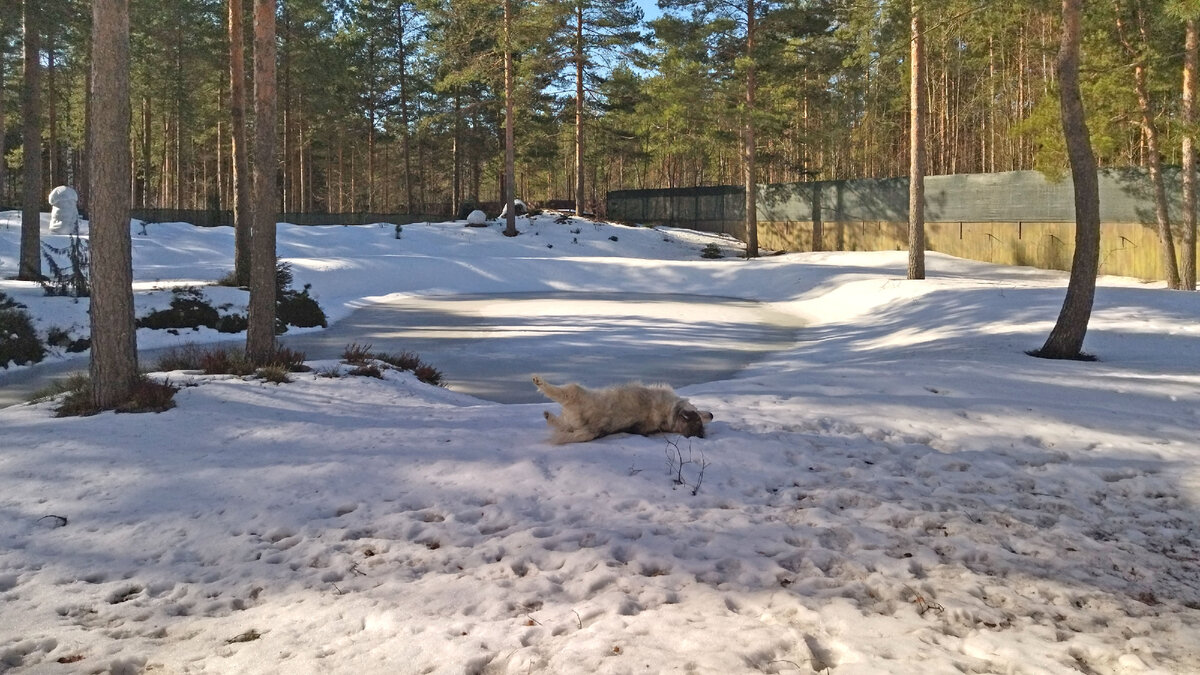 Маламут валяется, потому что очень жарко