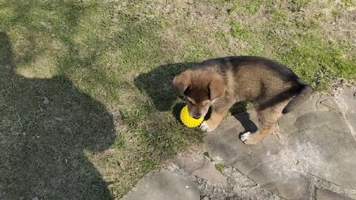 Гуляем, играем, пьем кофе🐕☕