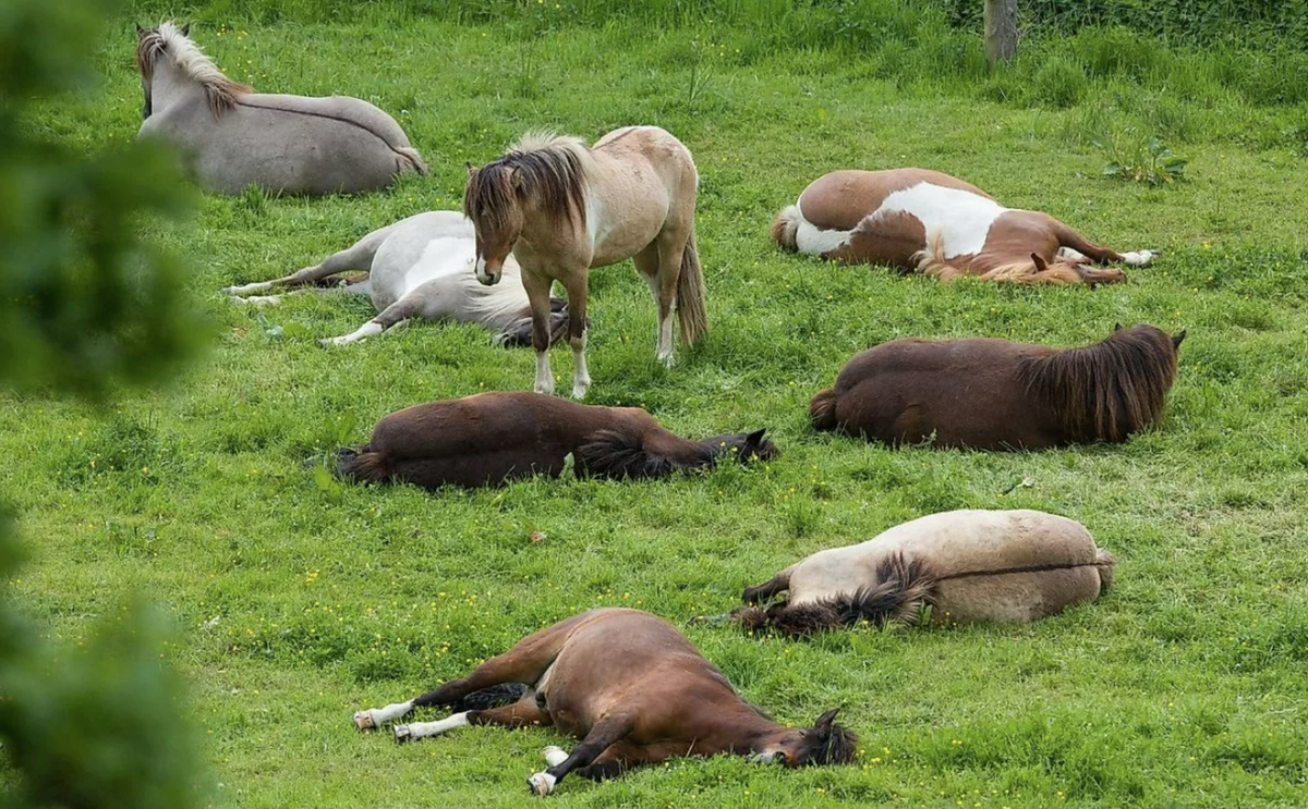This is the happiest horse I've ever seen Horses, Animals beautiful, Funny anima