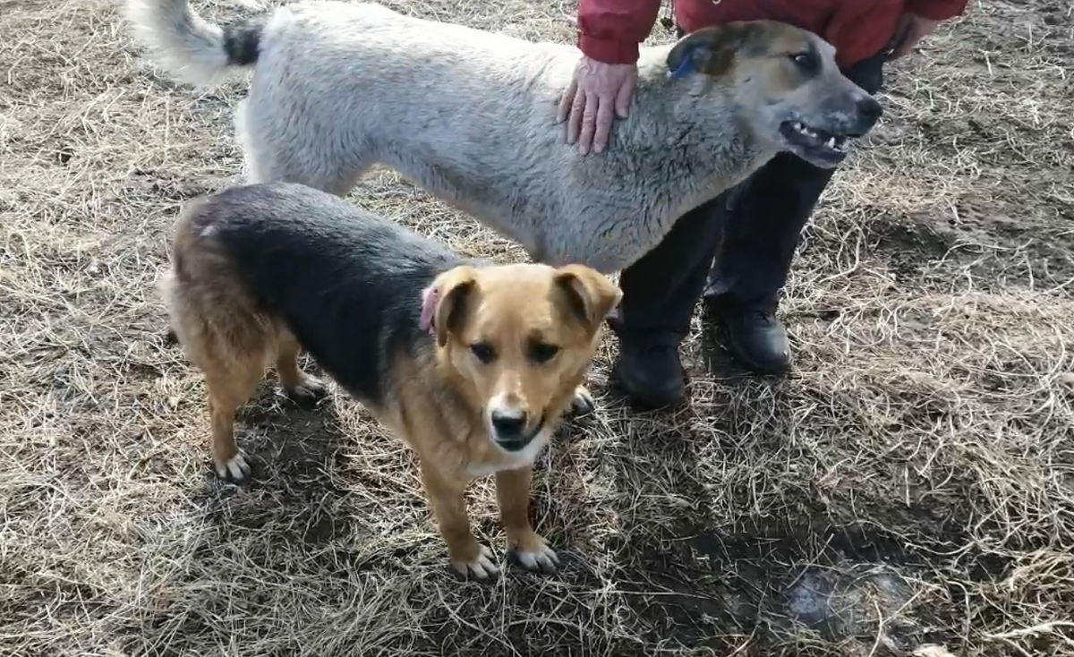 Пеструшка и Малютка при жизни